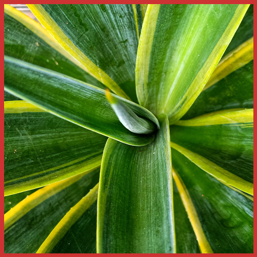 Agave americana L. 